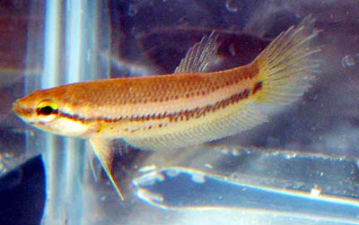 Betta akarensis